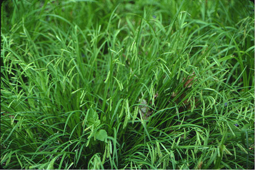 Carex plant