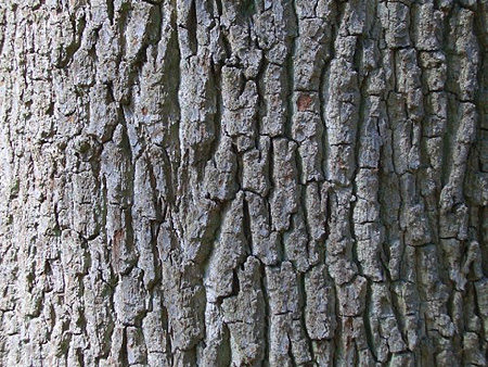 tree bark with yeast